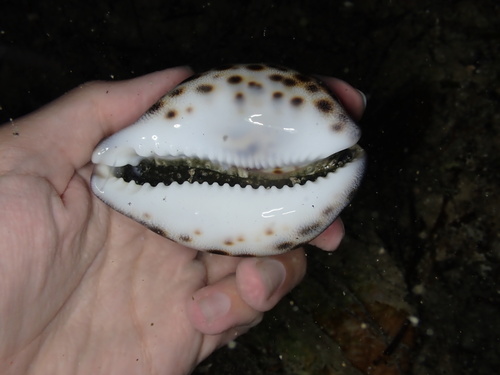 Cypraea tigris observed 2025-05-26