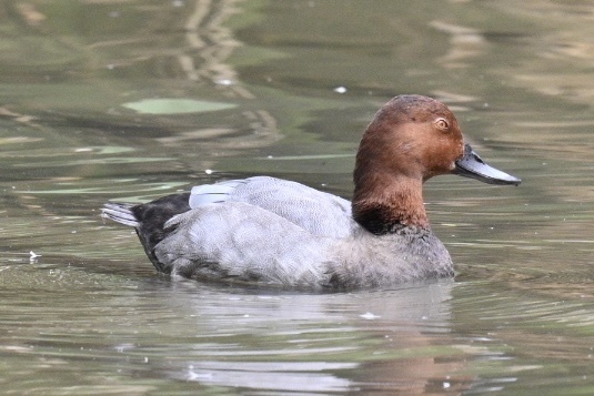 Common Pochard