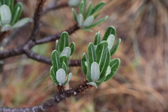 Pachypodium gracilius image