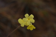 Pachypodium gracilius image