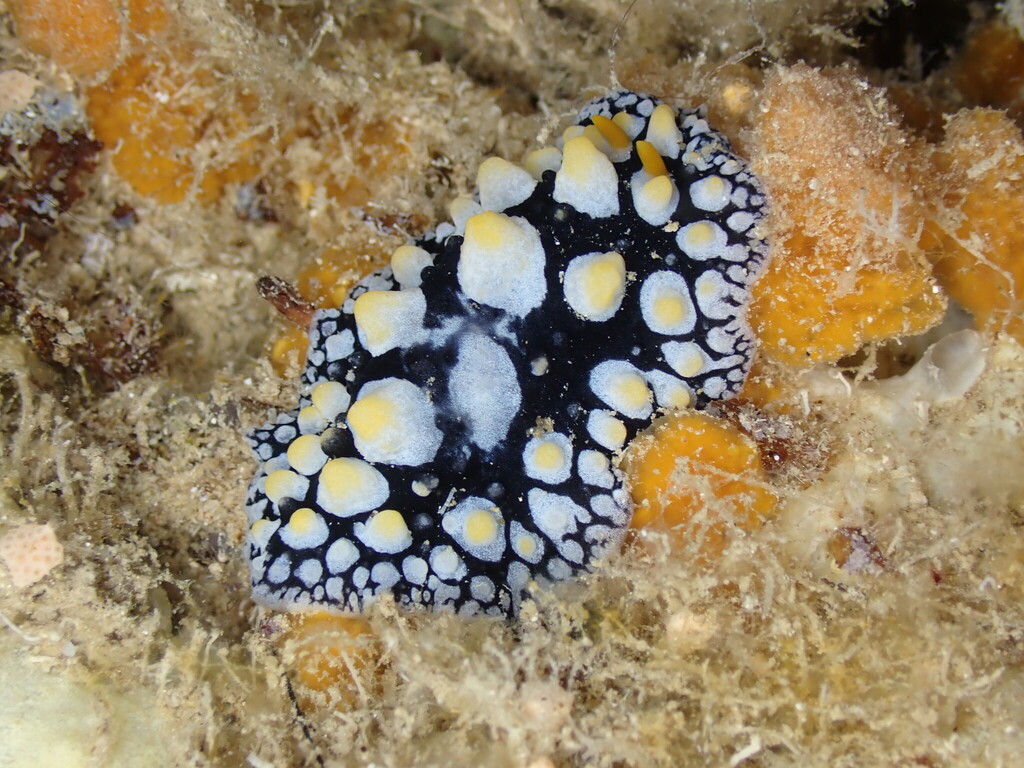 Phyllidia tula