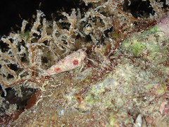Pseudopaguristes monoporus