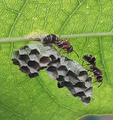 Ropalidia cyathiformis