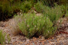 Pelargonium laevigatum oxyphyllum
