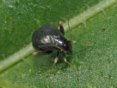 Halticus apterus
