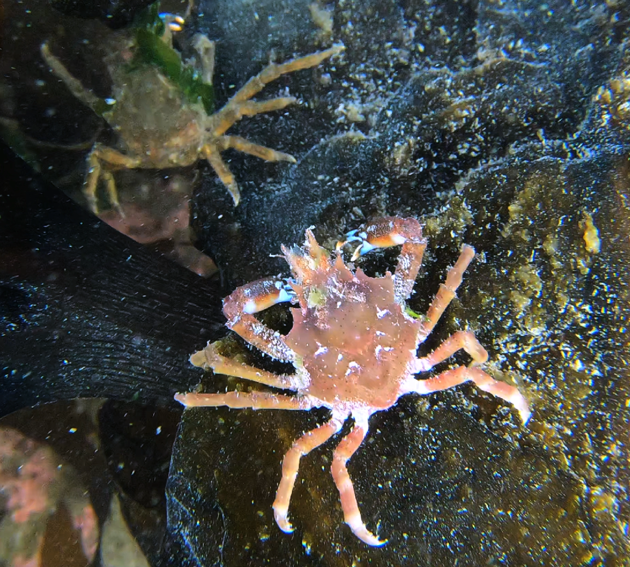 Graceful Kelp Crab (Pugettia gracilis) · iNaturalist