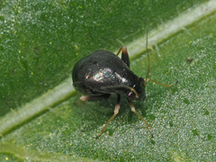 Halticus apterus