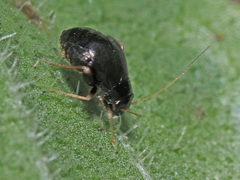 Halticus apterus