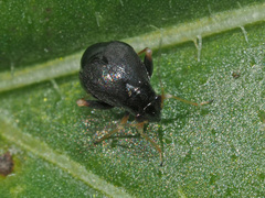 Halticus apterus