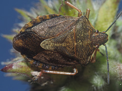 Carpocoris melanocerus