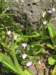 Lobelia anceps