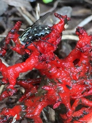 Lysurus corallocephalus