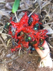 Lysurus corallocephalus