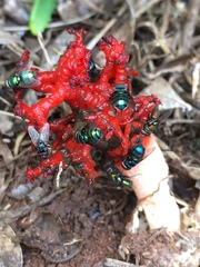 Lysurus corallocephalus