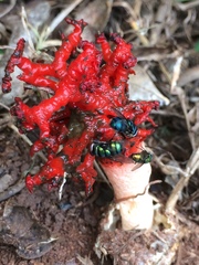 Lysurus corallocephalus