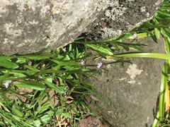 Lobelia anceps