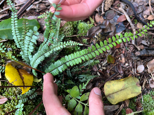 Asplenium hobdyi observed 2025-09-24