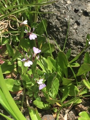 Lobelia anceps