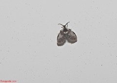 Lepiseodina conspicua