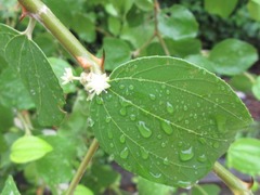 Ziziphus mauritiana