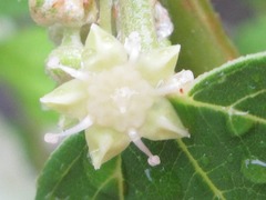 Ziziphus mauritiana