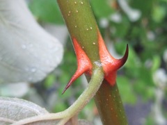 Ziziphus mauritiana