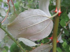 Ziziphus mauritiana