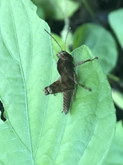 Abisares viridipennis