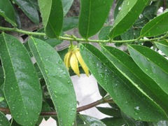 Cananga odorata