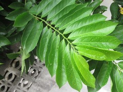 Cananga odorata