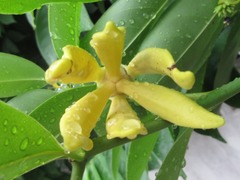 Cananga odorata