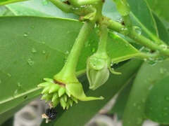 Cananga odorata
