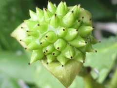 Cananga odorata