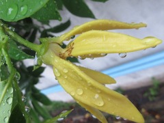 Cananga odorata
