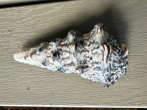 Cerithium erythraeonense, 2025-09-26