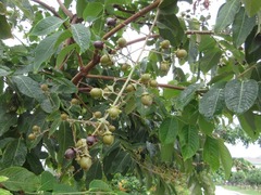 Lagerstroemia