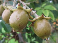 Lagerstroemia