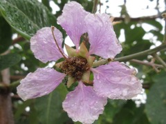 Lagerstroemia