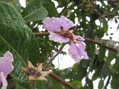 Lagerstroemia