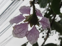 Lagerstroemia