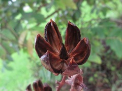Lagerstroemia