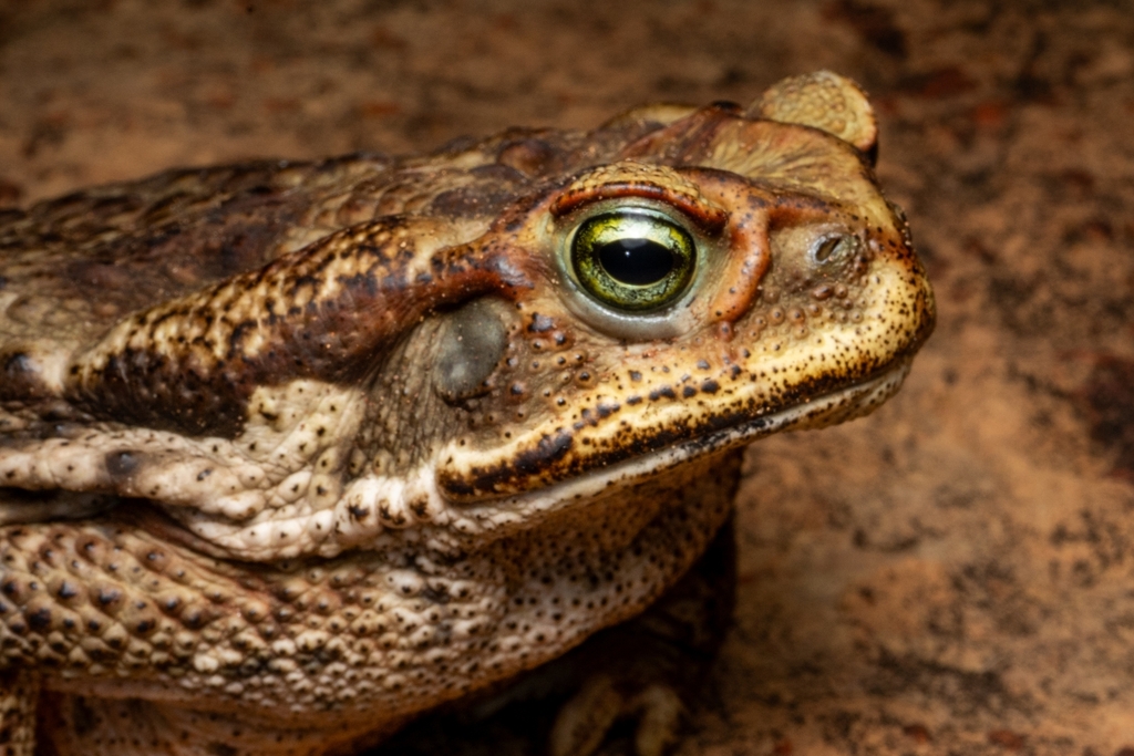 Cerrado Toad