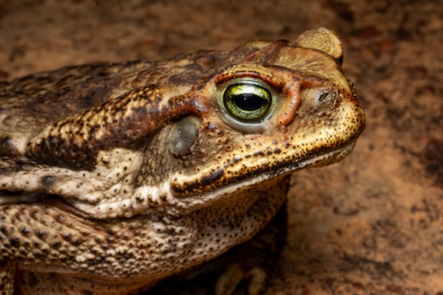 Cerrado Toad, Rhinella cerradensis