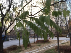 Fabaceae