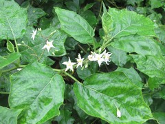 Solanum