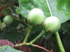 Solanum