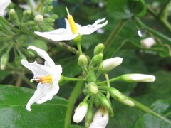 Solanum