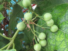 Solanum