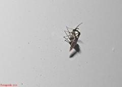 Lepiseodina conspicua