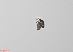 Lepiseodina conspicua